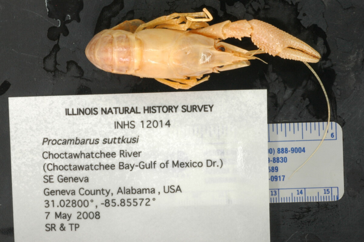 Procambarus suttkusi image